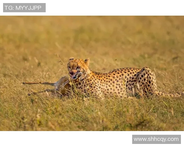 非洲猎豹的足球明星在绿茵场上的速度与激情之旅
